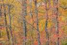 Fall color at Pyramid State Park-Perry County-Illinois Art Print